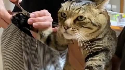 I can’t get over this cat’s expression while it gets it’s nails trimmed 😆