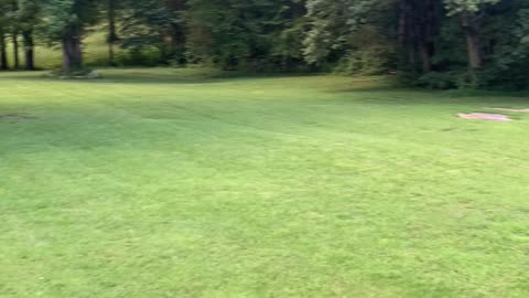 Frisbee catching Catahoula