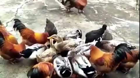 Chicken VS Dog Fight - Funny Dog #see-you#
