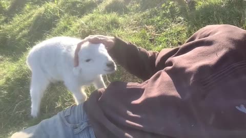 Cute Lamb Needs Attentionz