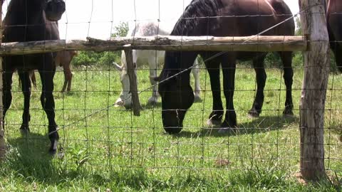 Group of Horses eating grass