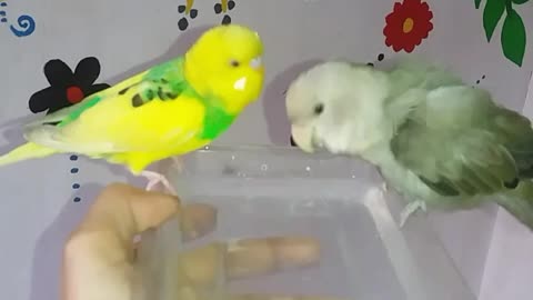 Talkative budgie bothering his little friend while taking a bath