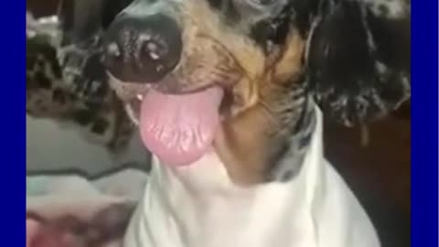 Funny Video - Very Funny Dog (Too Incredible) #shorts