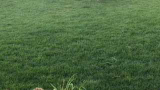 Brown dog steals blue frisbee from tan dog playing catch