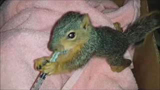 Watch This Very Impatient & Hungry Baby Squirrel!