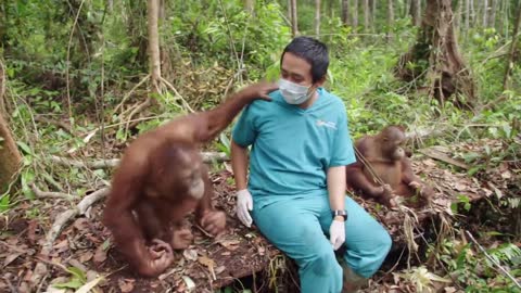 Baby Orangutan Beni Is Back in Action! 🎉 Orangutan Jungle School | Smithsonian Channel