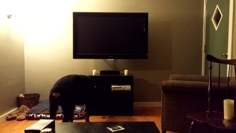 Dog attempts to turn on TV using a PlayStation 4