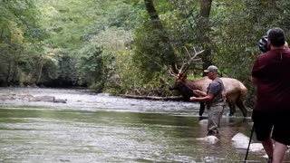 Beautiful Bull Elk by Fly Fisherman