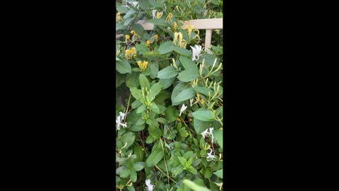 Honeysuckle is called Gold and Silver Flower