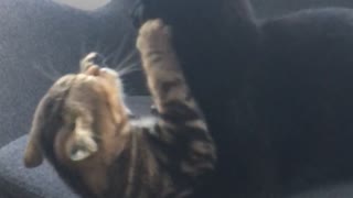 Brown and black cat fight on grey office chair