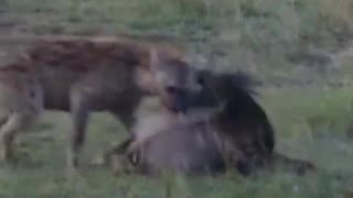 hyena killed wildbeest calf #shorts #hyenavswildbeest