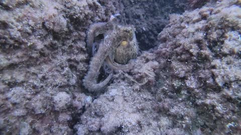 Incredible Encounter with an Octopus