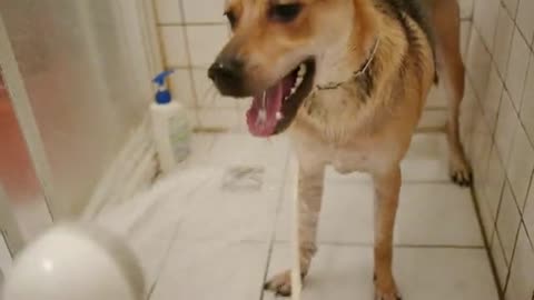 Bad dog bathing by shower