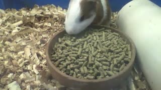 White and brown guinea pig eating lunch, it looks crunchy and tasty [Nature & Animals]