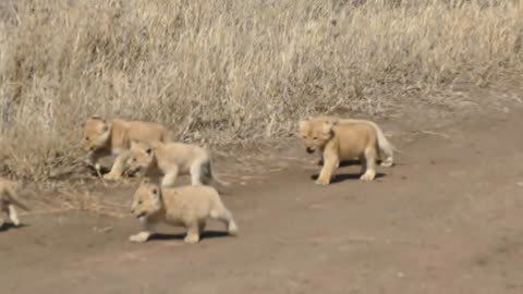 ADORABLE! SIX LION CUBS enjoy their first outdoor adventure with mama