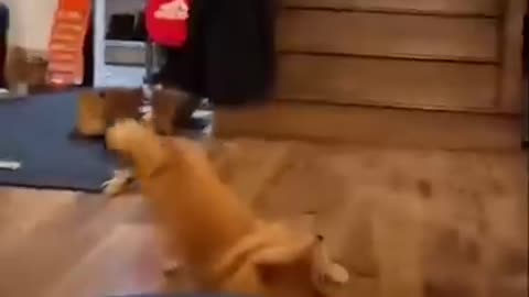 Super Funny Dog Videos | Chihuahua TV