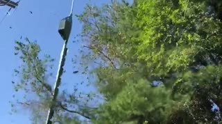 Trees Get Trimmed by Live Power Lines