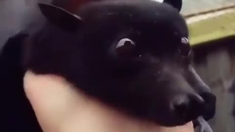 Very adorable baby black bat with a girl