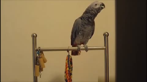 Funny Birds Compilation videos