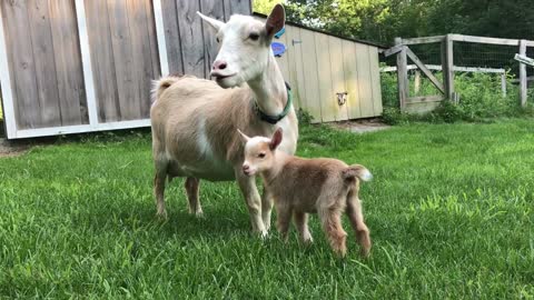 Newborn Goat Hector Makes Friends with Barn Kittens