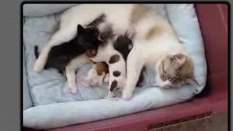 Amazing Mommy Cat Nurses New Born Chihuahua