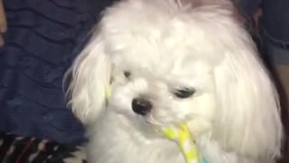 White maltese dog spins black fidget spinner