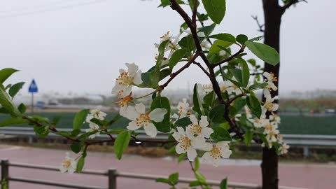 a rain-soaked flowers