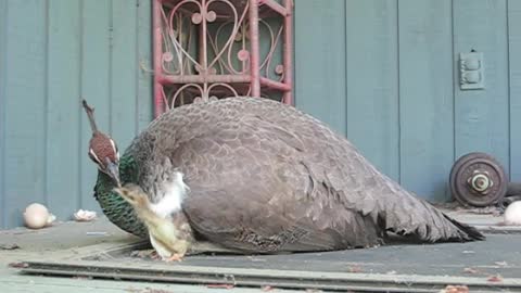 Mother Peacocks Lays Down On Her Babies