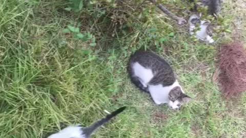 Cat playing in the grass!