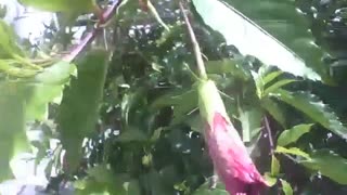 Red hibiscus flower closed, wind shakes, it will bloom anytime [Nature & Animals]