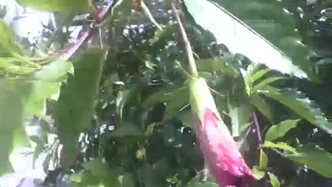 Red hibiscus flower closed, wind shakes, it will bloom anytime [Nature & Animals]