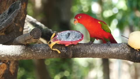 Lory parrot likes to taste pitaya fruit