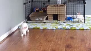 Bunny jumping over cage