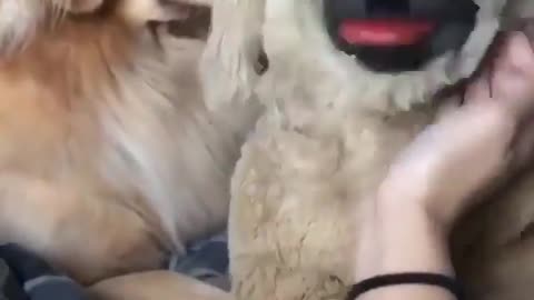 Golden Retriever Dog Gets Jealous Of Stuffed Dog
