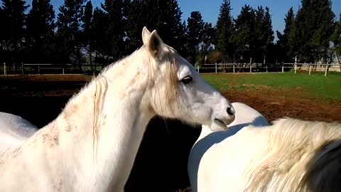 Pure white horses