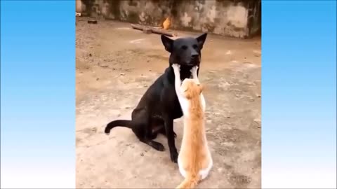 Cute and Funny Cats and Kittens Videos Compilation