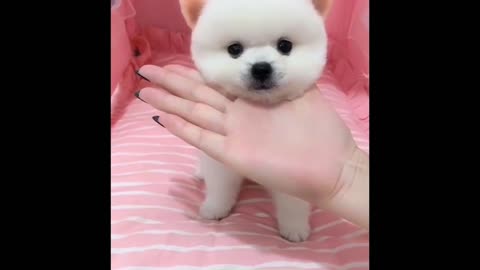 💗😍 Funny and Cute Pomeranian #17 😍 Perritos bebes lindos 🐱💗