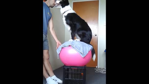 Dogs demonstrate impressive balancing skills