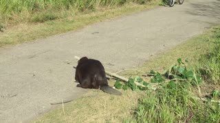 Courteous Beaver Has Wonderful Roadside Manners