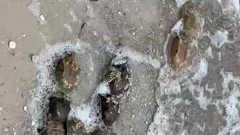 Horseshoe crabs mating Indian river