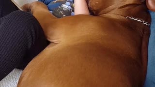 Little Boy and Dog Snuggle