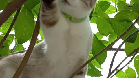 BEAUTIFUL CAT IN THE TREE