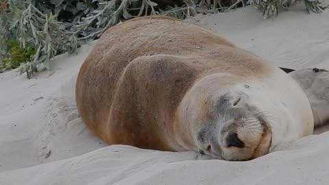 A Seal Sleeping On Sand 1