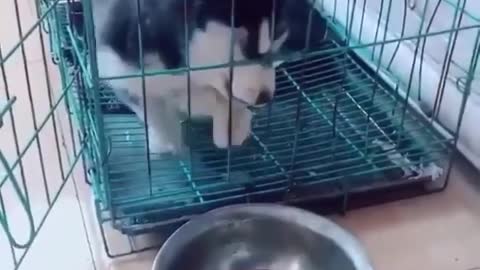 Husky puppy trying to reach food from inside the cage, really amazing