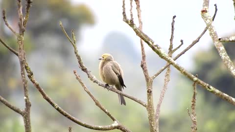 Watch the lovely yellow and white Ave sparrow in the tree branches in the morning, it's really fun