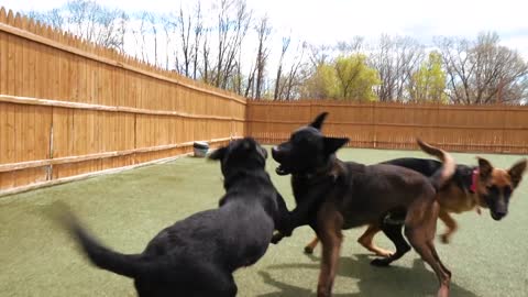 REACTIVE GERMAN SHEPHERD THROWN INTO A PACK OF DOGS!