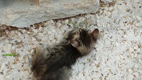 Little cat/kitten playing