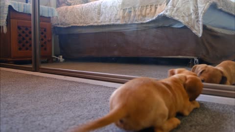 My dog is playing with his reflection