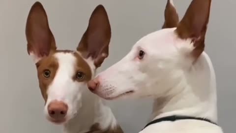 Kissing dogs new video