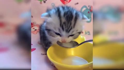 OMG so cute cat drink milk in the bowl
